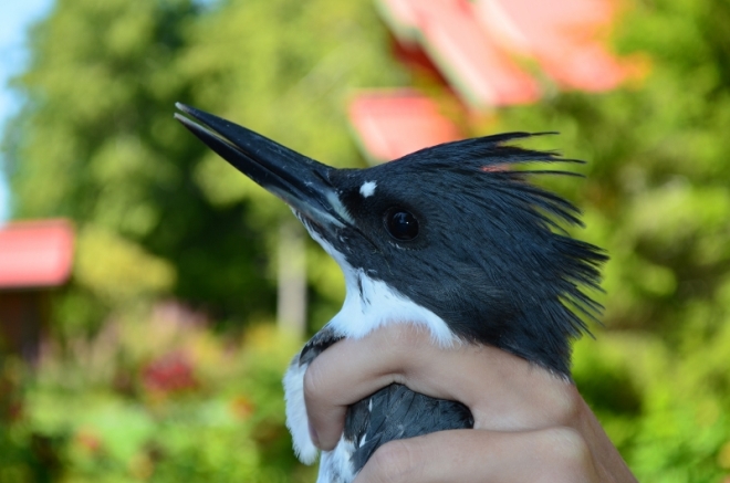 Stunning Belted Kingfisher!!
