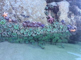 All the cool anemones - half above and half below the tidal pool 