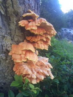 Really cool fungi! Any ideas what it is?